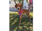 Luke Hound (Unknown Type) Adult Male