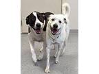Oaklynn Labrador Retriever Adult Female