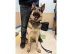 Otis German Shepherd Dog Adult Male