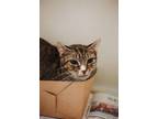 72420a Celery-Pounce Cat Cafe Domestic Shorthair Adult Female