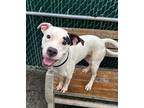 Horizon- In a Foster Home American Pit Bull Terrier Young Male
