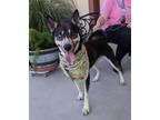 Nova Husky Adult Female