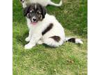 Smoky Alaskan Malamute Puppy Male