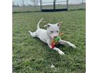 Lake American Pit Bull Terrier Young Male