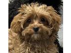 Muffy Mixed Breed (Small) Puppy Female