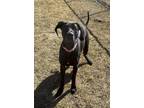 Penny Great Dane Young Female