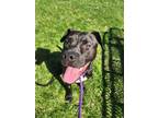 Mavis Boxer Adult Female