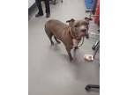 Persey Mixed Breed (Large) Senior Male