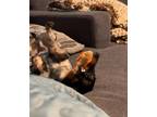 Illiad Dachshund Young Male