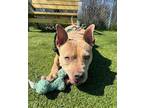 Nova American Pit Bull Terrier Young Female