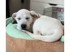 Wasabi Mixed Breed (Medium) Puppy Male
