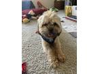 Chance Yorkie, Yorkshire Terrier Adult Male