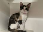 Lyla Domestic Shorthair Kitten Female