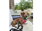 Troubles Dachshund Adult Female