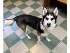 Connie Husky Adult Female