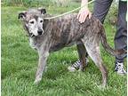 Roxy aka Roxanne (Spayed) Greyhound Senior Female