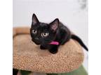 Uno Domestic Shorthair Kitten Female