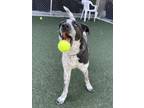 Bellatrix Australian Cattle Dog Adult Female