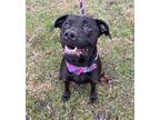 Delilah Labrador Retriever Adult Female
