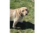 Cooper Labrador Retriever Adult Male