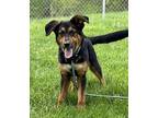 Fergus German Shepherd Dog Young Male
