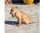 Miso 2 Mixed Breed (Medium) Puppy Male