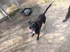 Kash Labrador Retriever Adult Male
