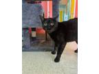 Gargamel Domestic Shorthair Adult Male