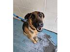 Butcher (kevin) German Shepherd Dog Adult Male