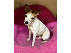 Bailey ~ Jack Russell Terrier Female