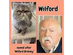 Wilford Persian Adult Male