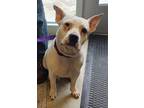 Loyalty American Pit Bull Terrier Young Female