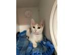 Sassy Domestic Shorthair Kitten Female