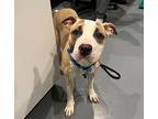 Nina Bull Terrier Adult Female