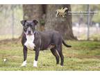 72213A Ahsoka - VIP Labrador Retriever Adult Female