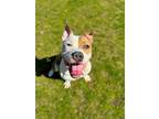 Buckey American Pit Bull Terrier Adult Male