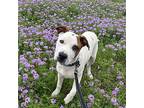 Forest Australian Cattle Dog Young Male