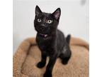 Jenga Domestic Shorthair Kitten Female