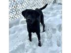 Kafu Labrador Retriever Young Male
