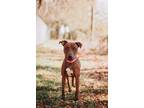 71813A Velveteen American Staffordshire Terrier Adult Female