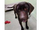 Miss Willa Labrador Retriever Adult Female