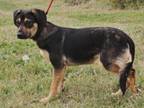 Nutmeg fka Miranda Mixed Breed (Large) Puppy Female