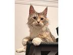 Alexa Maine Coon Adult Female