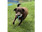 Han Labrador Retriever Young Male