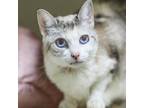 Adopt Edelweiss a Snowshoe