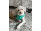 Adopt Bella a Bichon Frise, Terrier