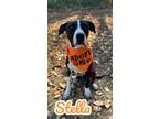Adopt Stella 30221 a Pit Bull Terrier, Mixed Breed