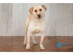 Adopt Rae a Labrador Retriever
