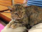 Adopt Squeaky a Tabby, Calico