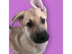 Adopt Taylor - foster-to-adopt pending a German Shepherd Dog, Mixed Breed